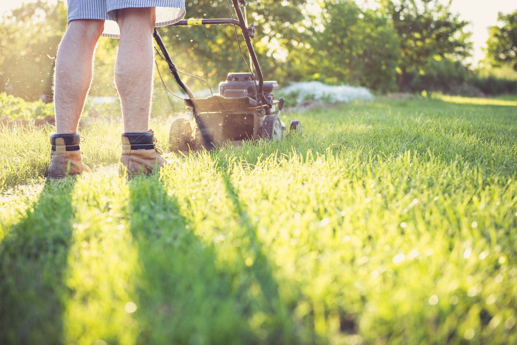 Mowing a sunlit lawn with a push mower